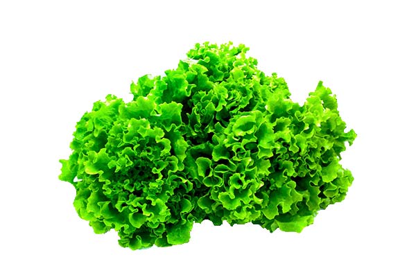 insalata-gentile